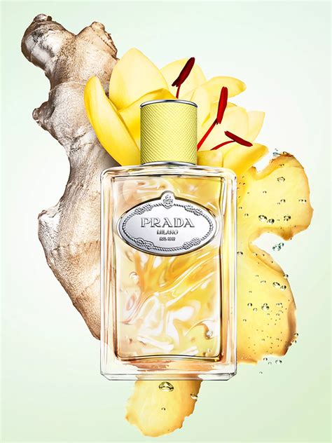 prada infusion de gingembre eau de parfum|prada infusions de gingembre.